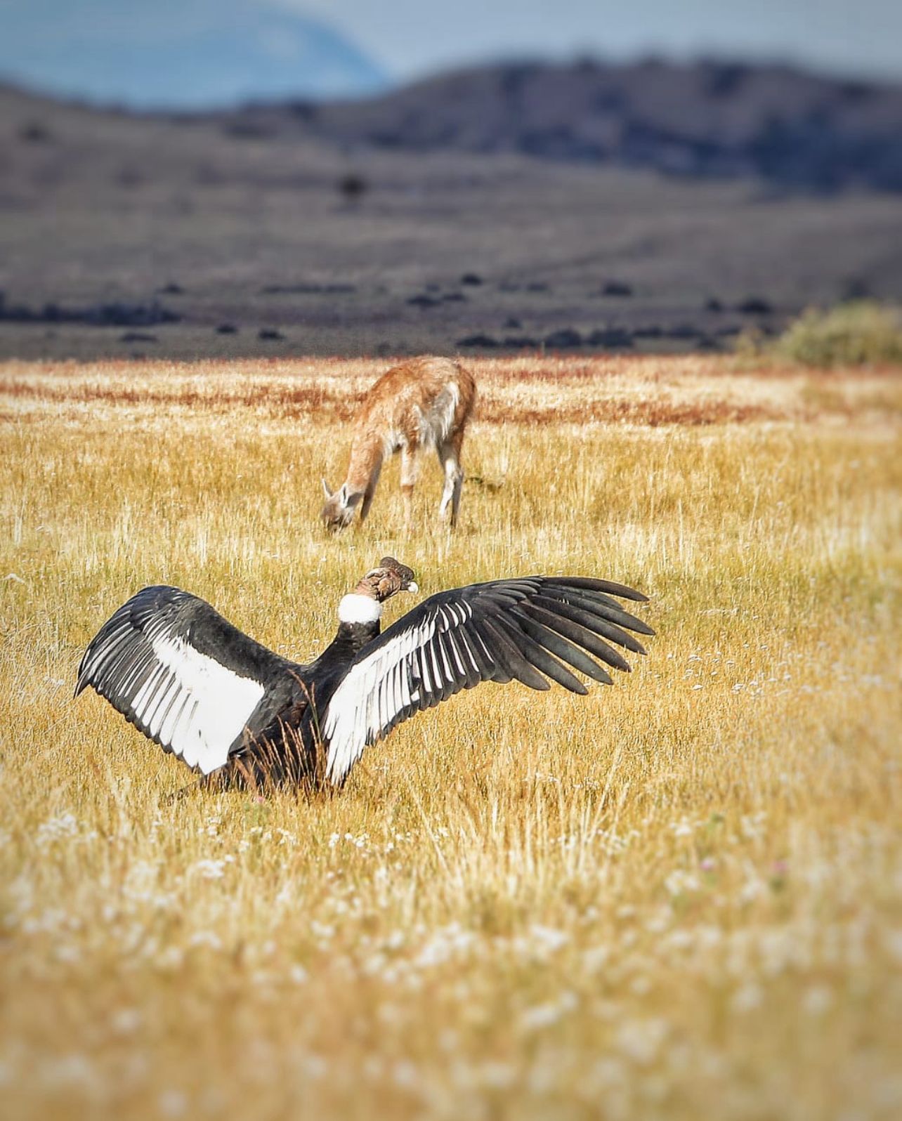 Avistamiento de Fauna Nativa y Rastreo de pumas. - Imagen 4