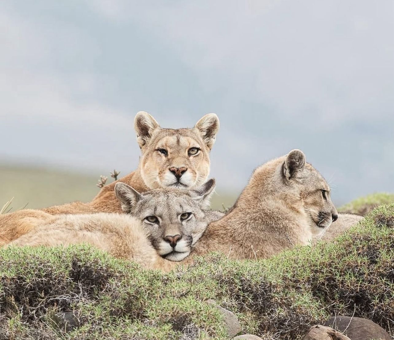 Avistamiento de Fauna Nativa y Rastreo de pumas. - Imagen 12
