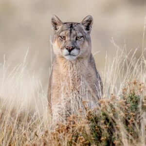 Avistamiento de Fauna Nativa y Rastreo de pumas.